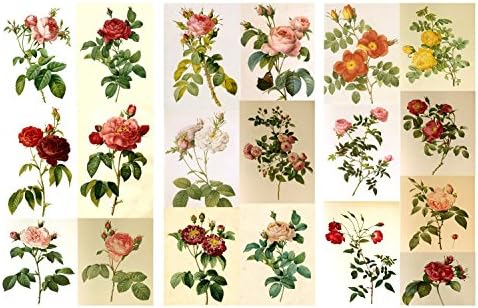 אריזת נייר מגזרת ורדים רדום פרחים פלונץ וינטג 'אפימרה