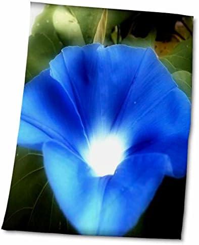 אור 3 דרוז בתפארת בוקר הוא פרח תפארת בוקר כחול יפה - מגבות