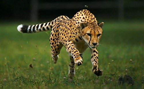 Newbrightbase Cheetah Art Art בד חיות בד הדפס פוסטר קיר מגולגל - גודל: