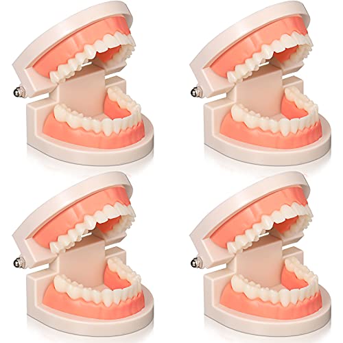4 יחידות סטנדרטי שיניים דגם פלסטיק שיניים למבוגרים פה דגם, שיניים הפגנת דגם שיניים הוראת אספקת מחקר לילדים הוראה,
