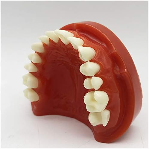 66זקי לסת הכנת דגם-שיניים שתל שיניים דגם - חצי פה פורצלן הכנת הפגנת מחקר ללמד סטנדרטי דגם עם נשלף