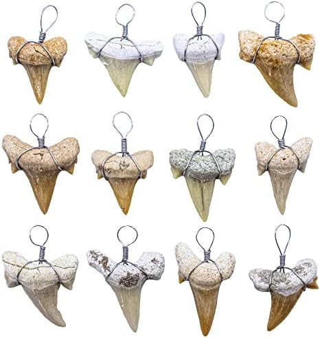 כיף-וויבז אמיתי מאובנים כריש שיניים להכנת תכשיטים, 12 מגוון גודל סט של 12 כרישים שן תליון קסמי תכשיטי