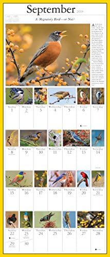 ציפורי שיר של אודובון וציפורים אחרות בחצר האחורית לוח השנה של יום ליום 2019