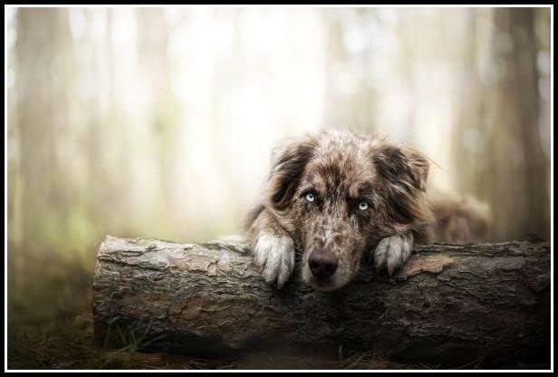 בורדר קולי חמוד חיות מחמד כלב נוף חיות יהלומי ציור ערכות למבוגרים, 5 ד קריסטל יהלומי אמנות עם אביזרי כלים, תמונה