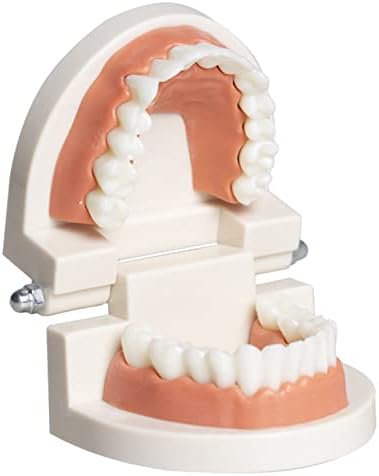 דגם UCCE שיניים שתל שיקום גשר מחלות מדע רפואיות מוצרים לרפואת שיניים להוראה