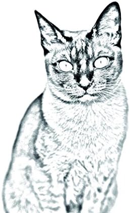 ארט דוג, מ.מ. חתול טונקיני, מצבה סגלגלה מאריחי קרמיקה עם תמונה של חתול