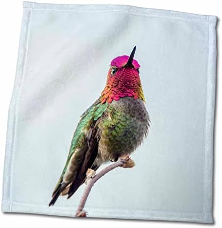3DROSE וושינגטון. Annas Annas Hummingbird מבוגרים מציג את הגורג'ט שלו. - מגבות