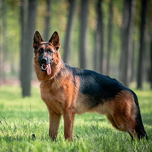 כלב אוזן סטנד קבוע תמיכה תיקון, כלב אוזן מקל 3 מ 'מיוחד קצף קלטת בטיחות קל לשימוש כלב אוזן סטנד כלב אספקת