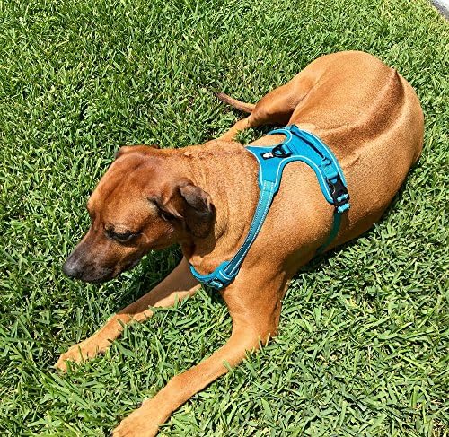 הבחירה של צ'אי - רתמת כלבים של הרפתקאות חיצוניות פרימיום - אפוד רפלקטיבי 3M עם שני קליפים רצועות, רצועה