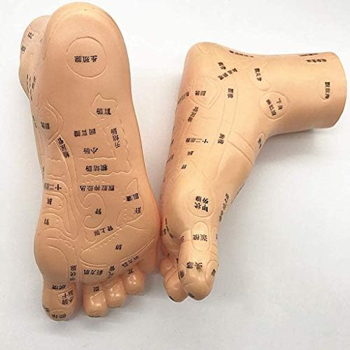 19 סמ אדם רגליים דיקור דגם אותיות מפורט נקודות דיקור מסומנים נקודת לחץ נקודת דיקור המרידיאנים למעבדה