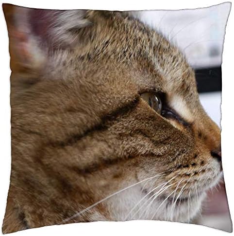 כיסוי כרית לזרוק לסגול ביותר - חתול מקרל טייגר חתול ביתי חתול בית מחמד חיית מחמד עיניים 2