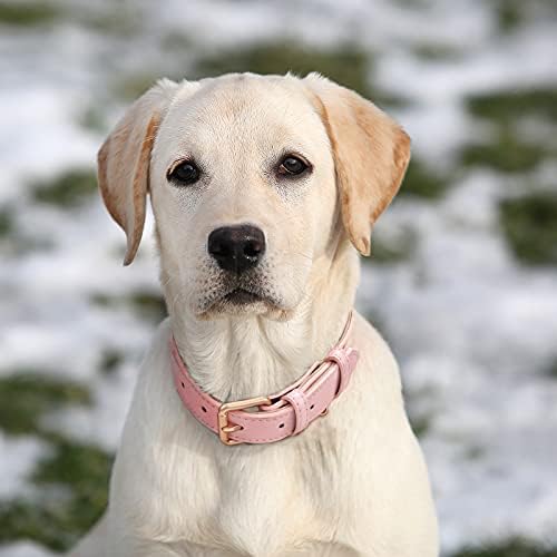 צווארון כלבי עור Whippy עבור כלב בינוני קטן גדול מתכוונן מתכוונן נושם נושם צווארון גור מרופד עם אבזם